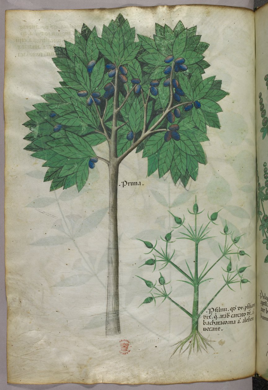 Kasvitieteellinen kuvitus hedelmäpuusta ja kasvista, noin 1440 (tussi ja väri pergamentille). tekijältä Italian School