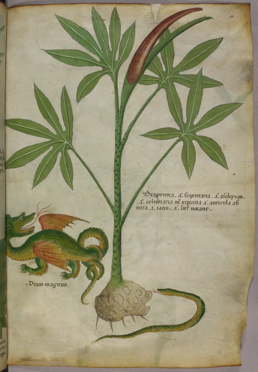 Kasvitieteellinen kuvitus kasvista, lohikäärmeestä ja käärmeestä, noin 1440 (tussi ja väri pergamentille). tekijältä Italian School