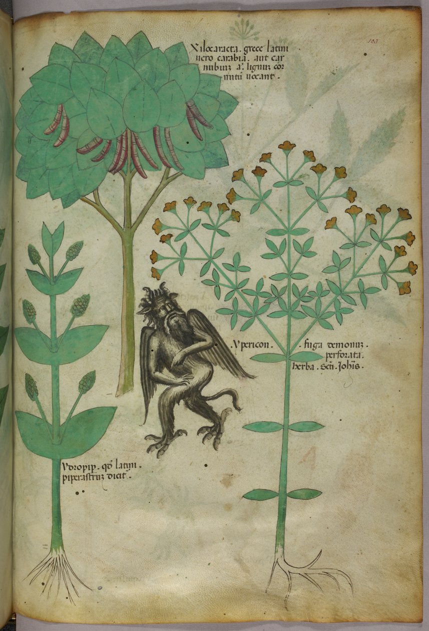 Kasvitieteellinen kuvitus kasvista ja demonista; Ypericon-yrtin oletetaan karkottavan demoneita, noin 1440 (muste ja väri pergamentille). tekijältä Italian School