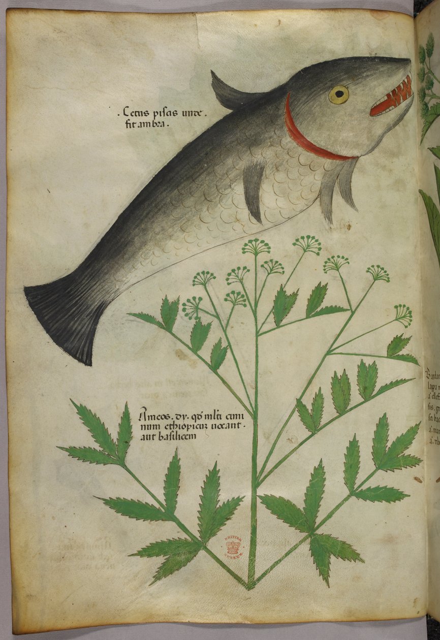 Kasvitieteellinen kuvitus kasvista ja kalasta, noin 1440 (tussi ja väri pergamentille). tekijältä Italian School
