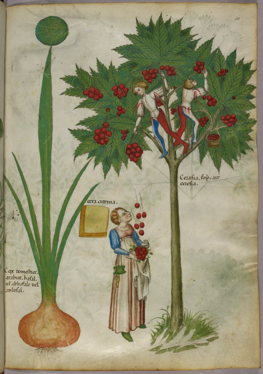 Kasvitieteellinen kuvitus kasvista ja pojista, jotka seisovat hedelmäpuun oksilla poimimassa hedelmiä ja heittämässä niitä alas alla seisovalle naiselle, noin 1440 (tussi ja väri pergamentilla). tekijältä Italian School