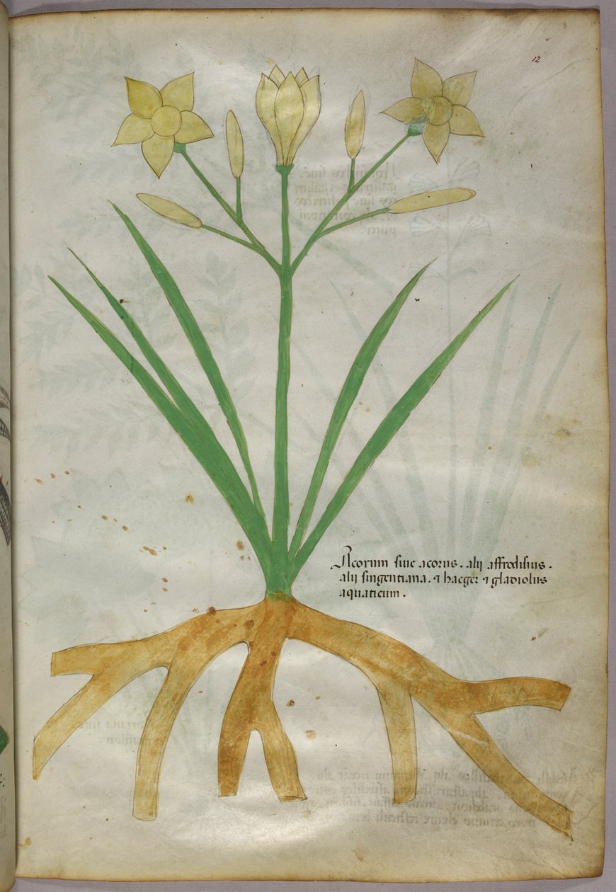 Kasvitieteellinen kuvitus kasvista, noin 1440 (tussi ja väri pergamentille). tekijältä Italian School