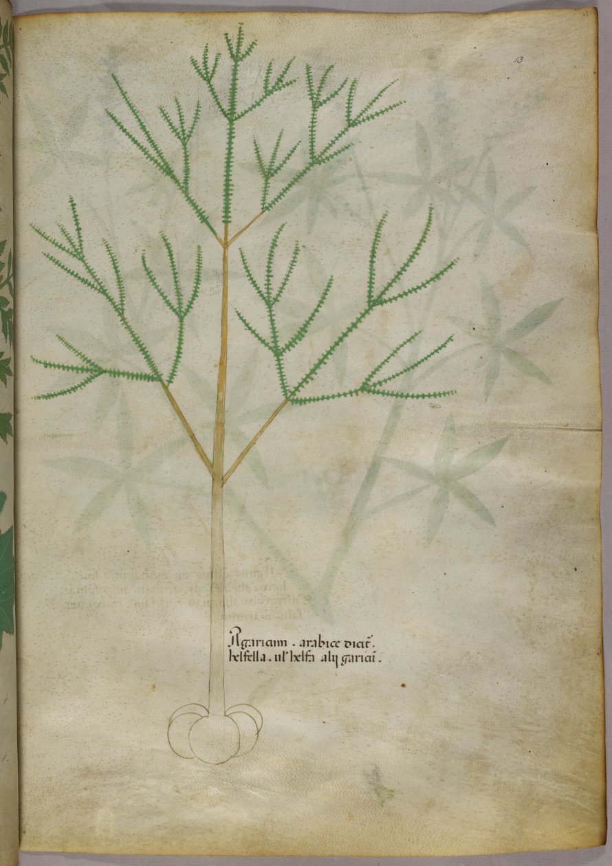 Kasvitieteellinen kuvitus kasvista, noin 1440 (tussi ja väri pergamentille). tekijältä Italian School