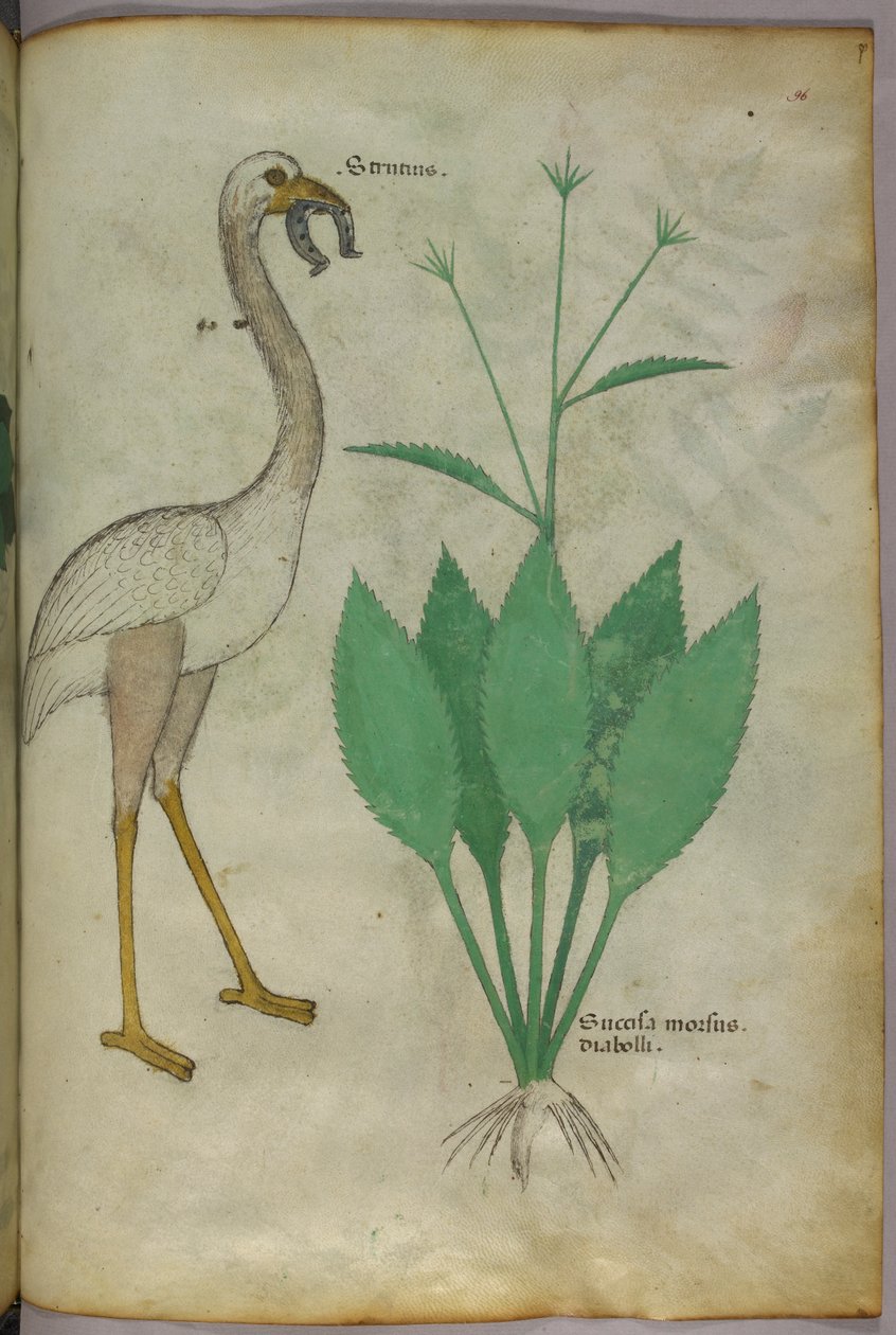 Kasvitieteellinen kuvitus kasvista, jossa on flamingon kaltainen lintu, noin 1440 (tussi ja väri pergamentille). tekijältä Italian School