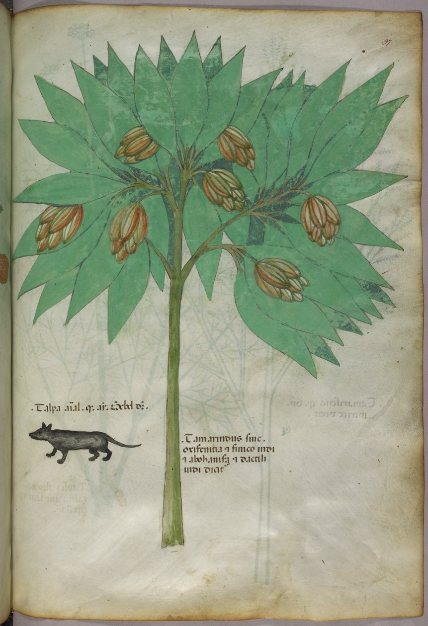 Kasvitieteellinen kuvitus kasvista ja eläimestä, noin 1440 (tussi ja väri pergamentille). tekijältä Italian School