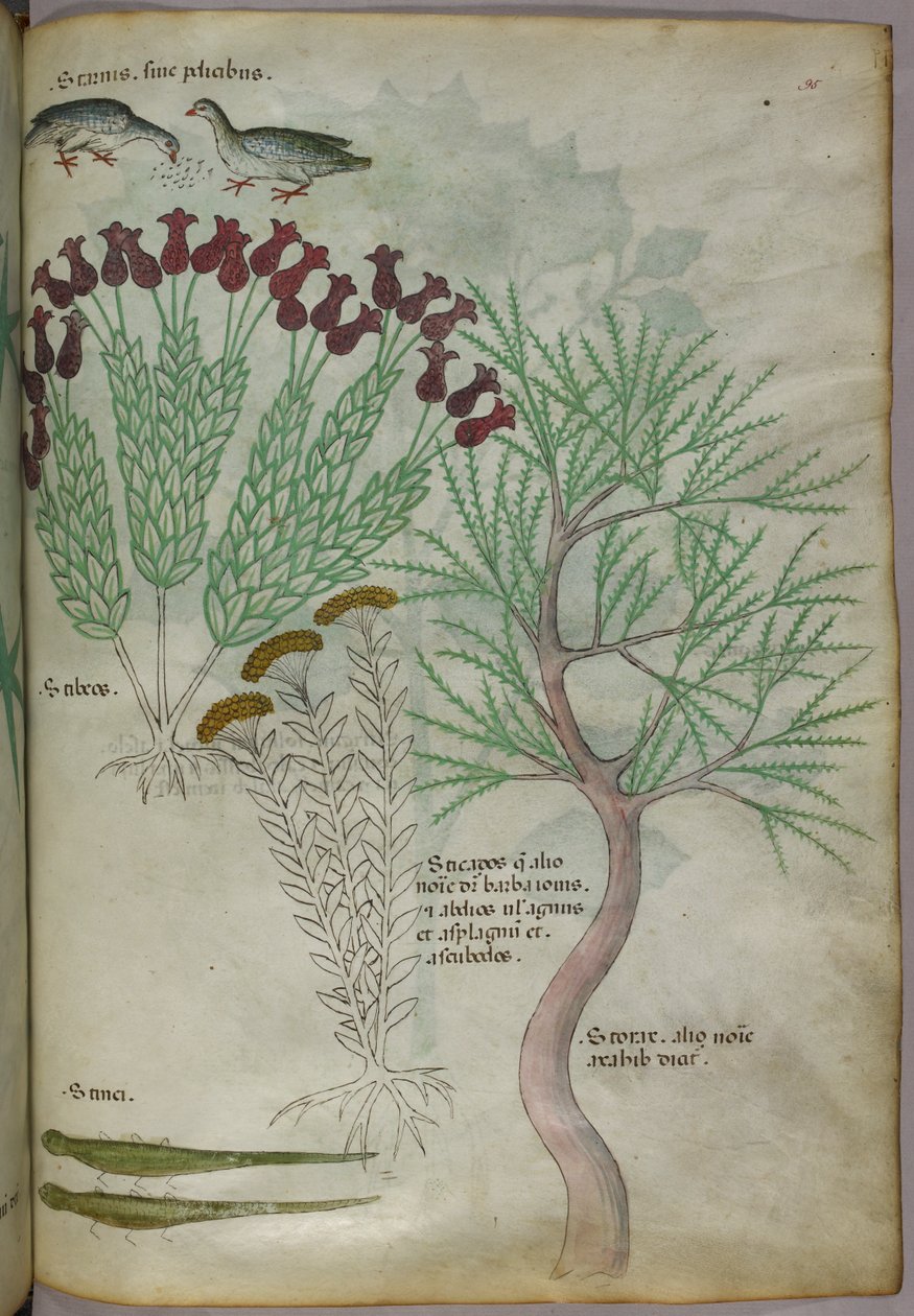 Kasvitieteellinen kuvitus kasveista lintujen ja hyönteisten kanssa, noin 1440 (tussi ja väri pergamentille). tekijältä Italian School