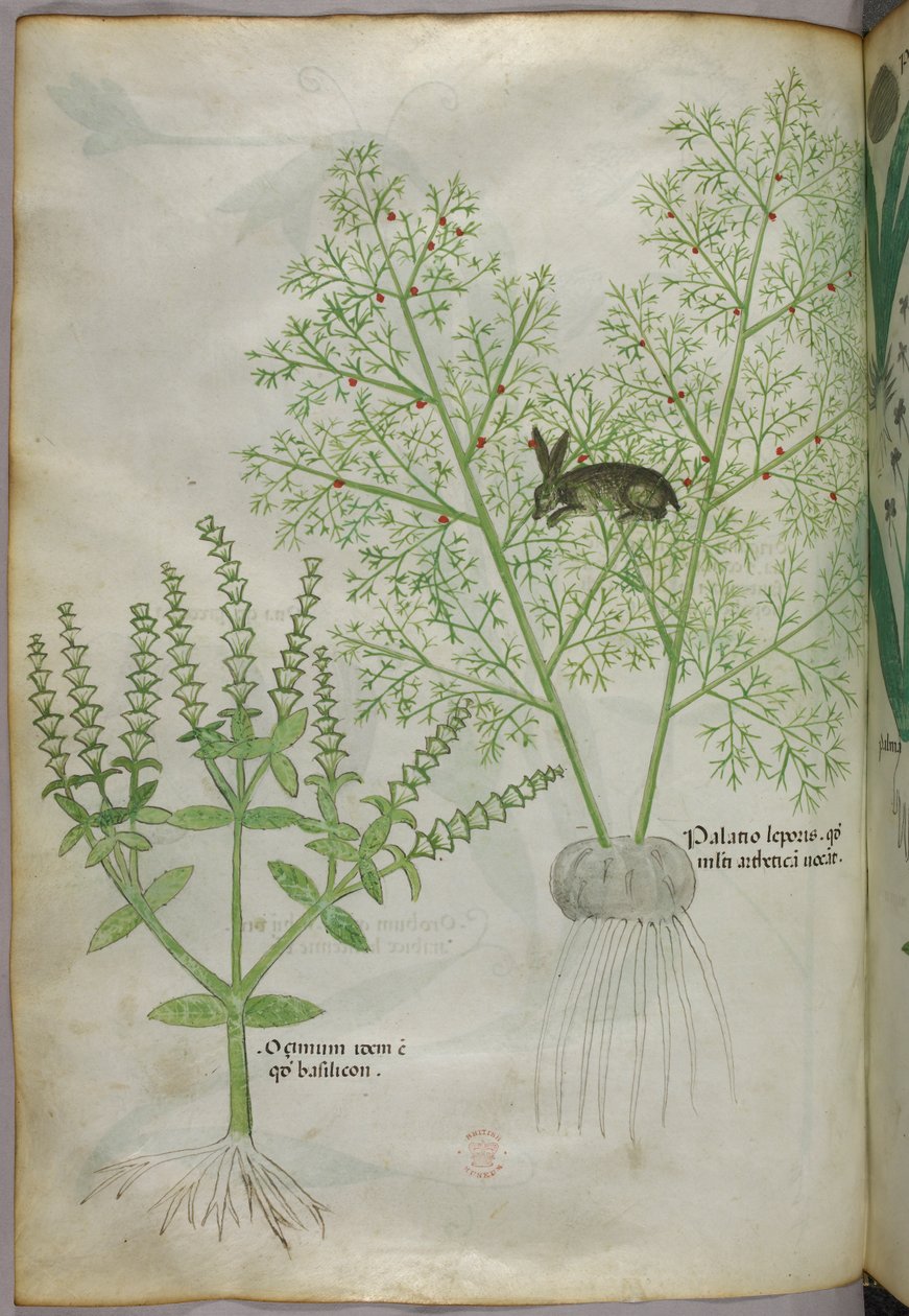 Kasvitieteellinen kuvitus basilikakasvista [ocimum] ja jäniksestä parsan seassa [palatio leporis], noin 1440 (tussi ja väri pergamentilla). tekijältä Italian School