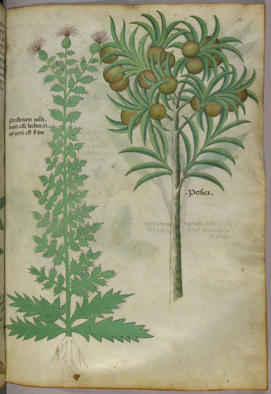 Kasvitieteellinen kuvitus melonipuusta, noin 1440 (tussi ja väri pergamentille). tekijältä Italian School