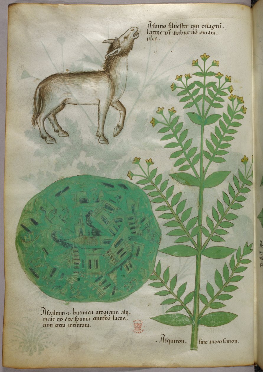 Kasvitieteellinen kuvitus kasvista ja hevosesta, noin 1440 (tussi ja väri pergamentille). tekijältä Italian School