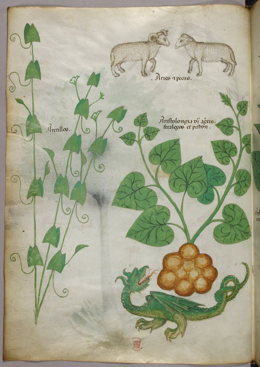 Kasvitieteellinen kuvitus kasveista, lohikäärmeestä ja lampaista, noin 1440 (tussi ja väri pergamentille). tekijältä Italian School