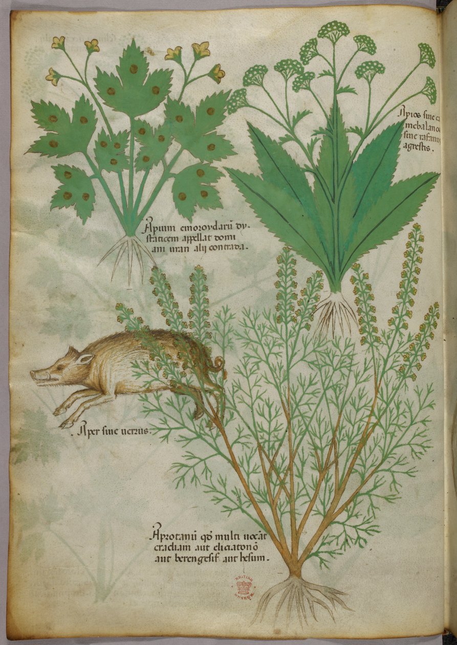 Kasvitieteellinen kuvitus kasveista ja villisika, noin 1440 (tussi ja väri pergamentille). tekijältä Italian School