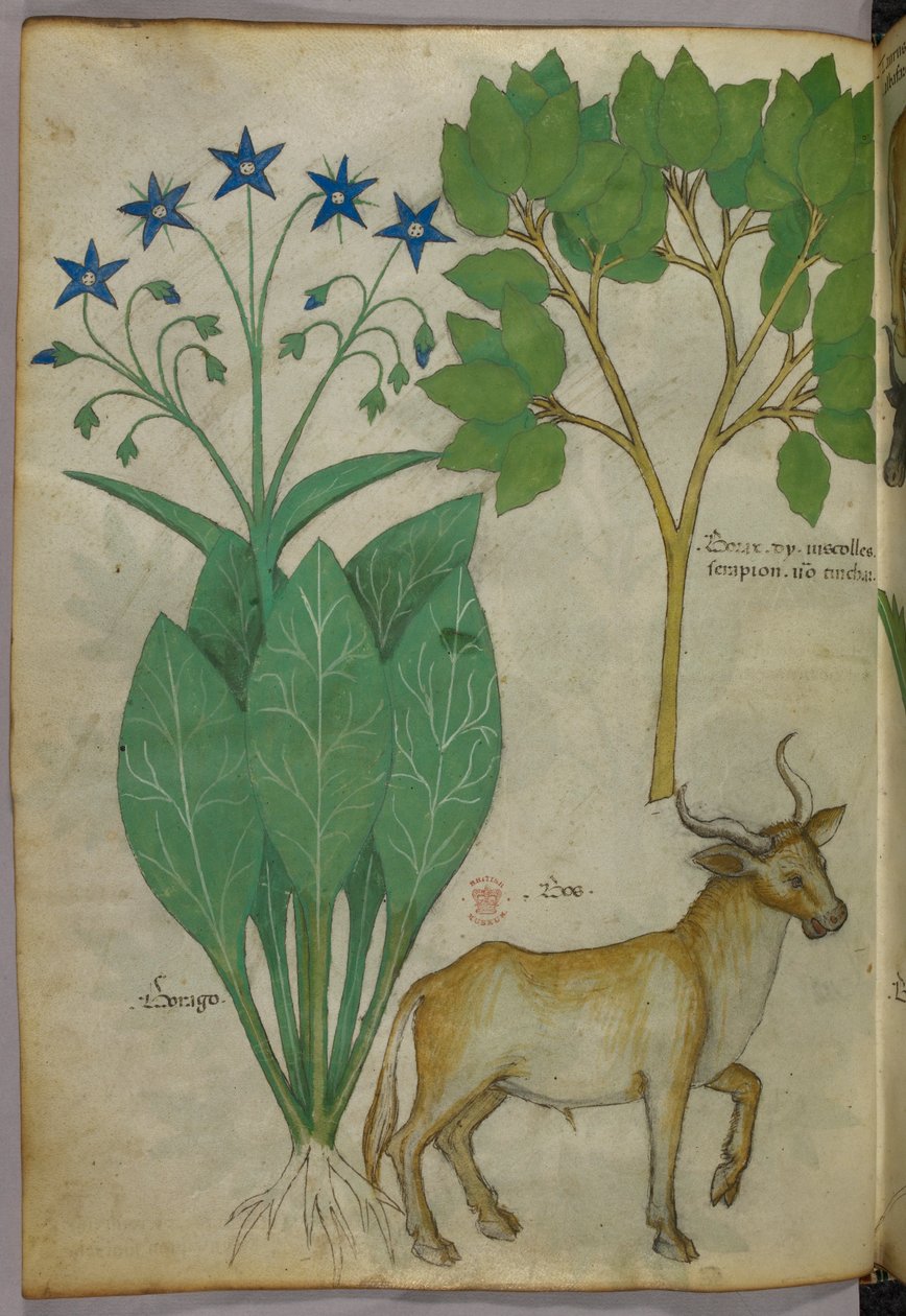 Kasvitieteellinen kuvitus kasveista ja sonnista, noin 1440 (tussi ja väri pergamentille). tekijältä Italian School