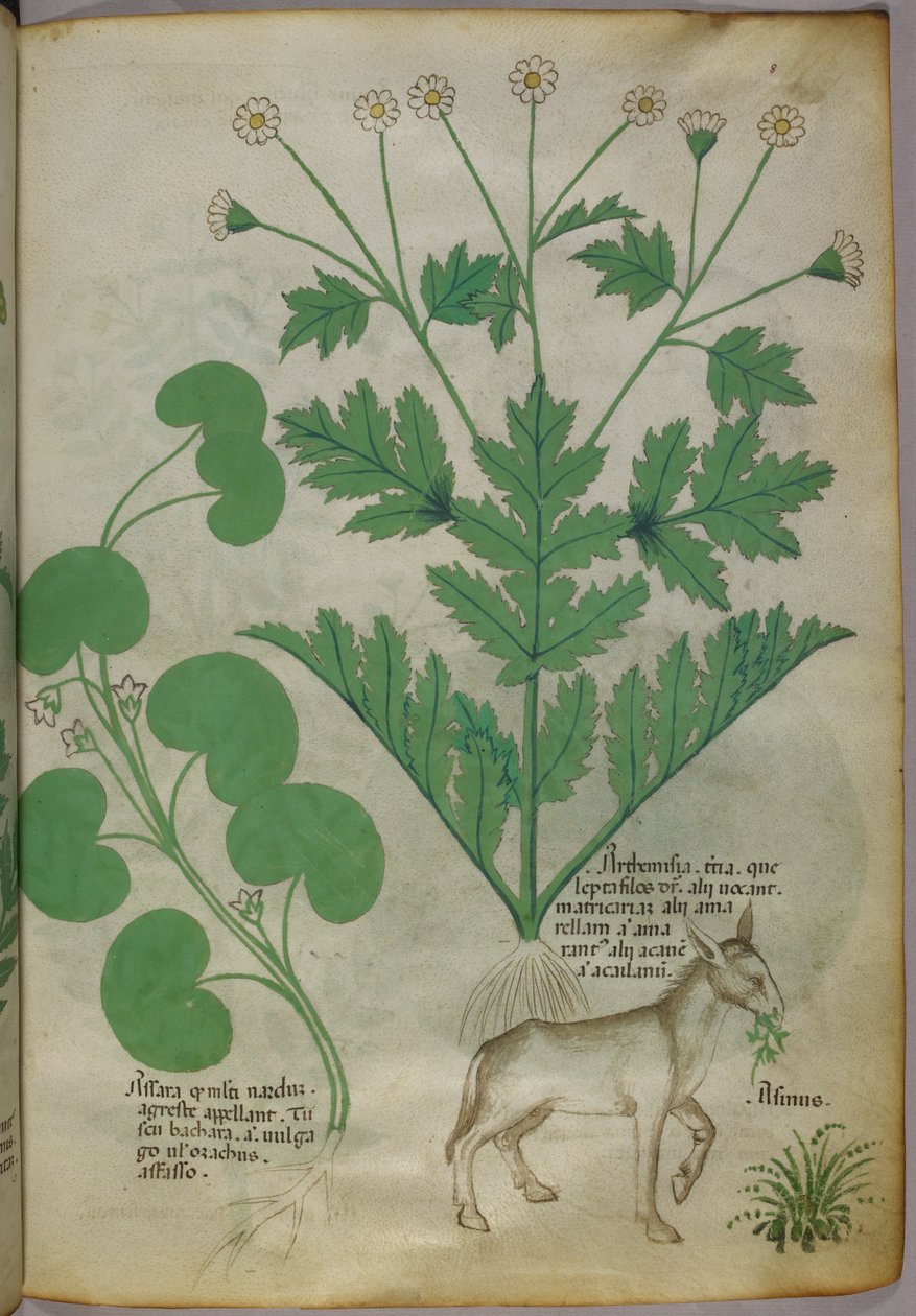 Kasvitieteellinen kuvitus kasveista ja aasista, noin 1440 (tussi ja väri pergamentille). tekijältä Italian School
