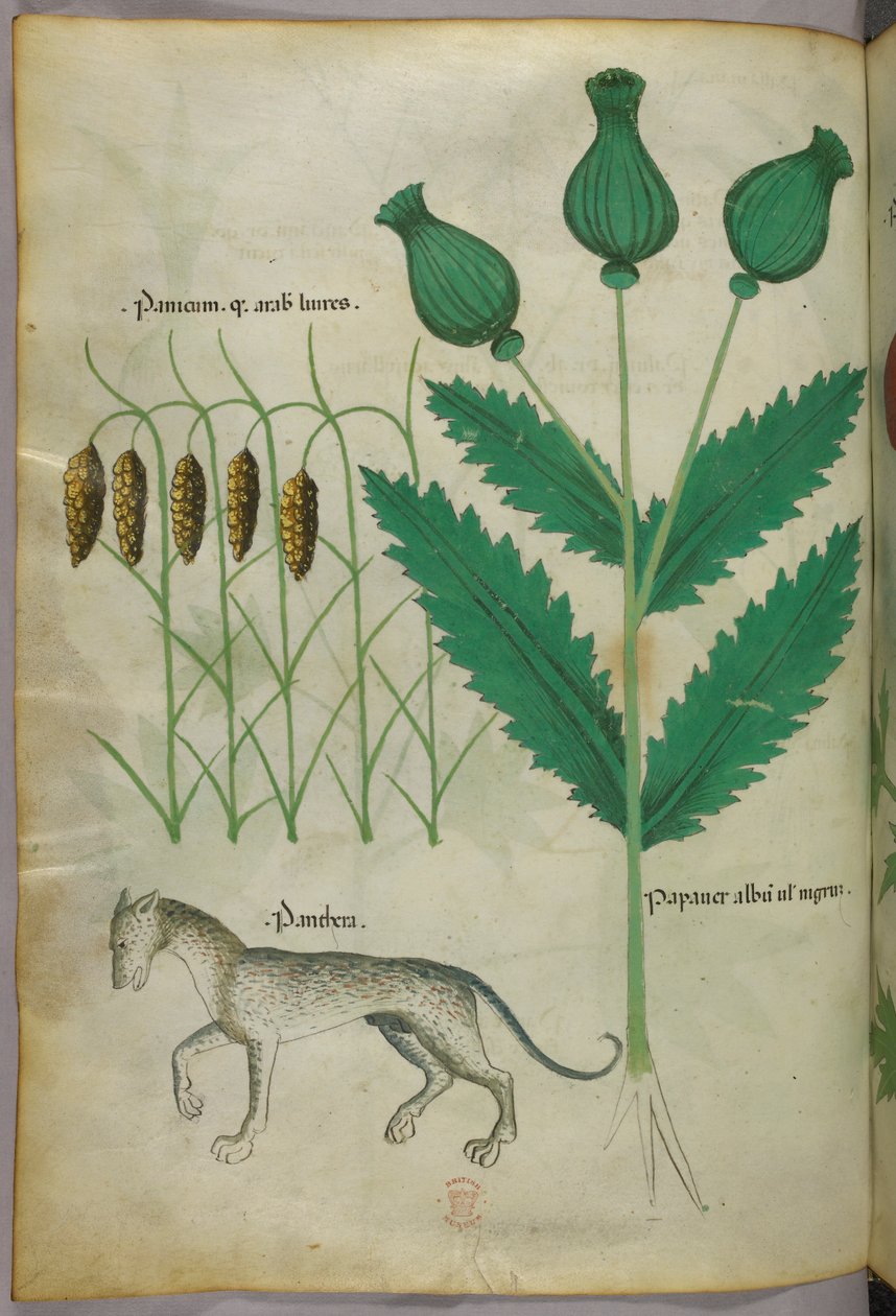 Kasvitieteellinen kuvitus kasveista ja pantterista, noin 1440 (tussi ja väri pergamentille). tekijältä Italian School