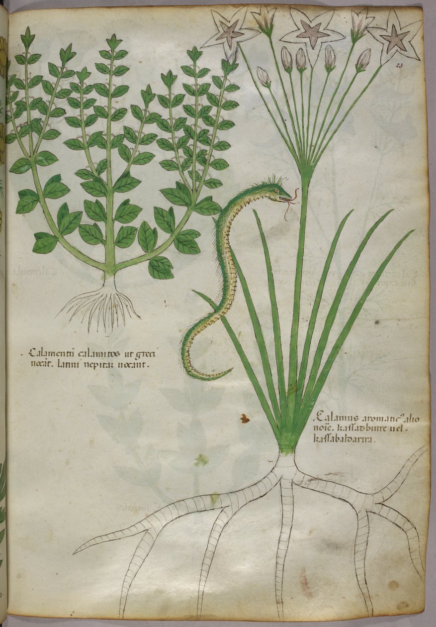 Kasvitieteellinen kuvitus kasveista ja käärmeestä, noin 1440 (tussi ja väri pergamentille). tekijältä Italian School