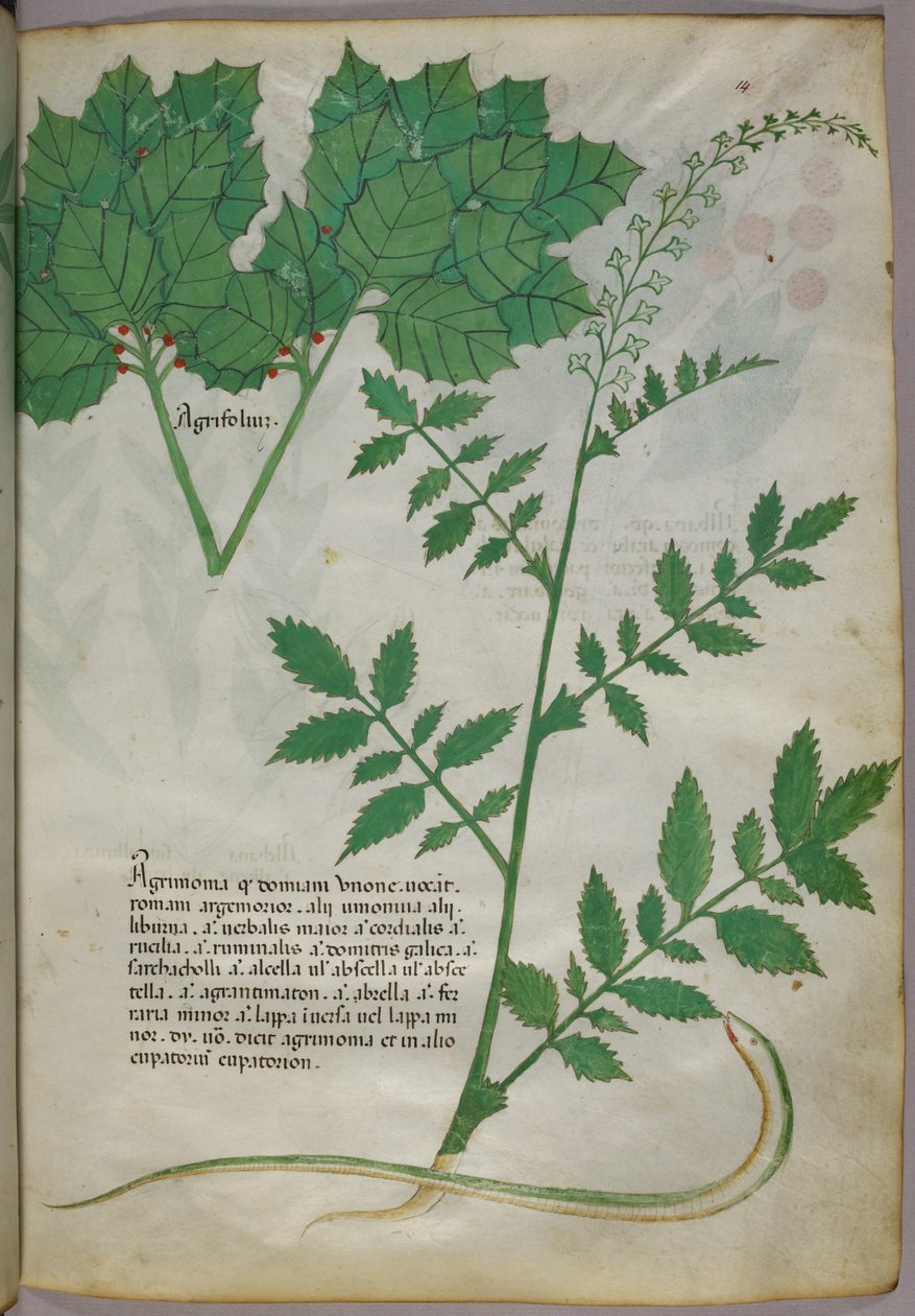 Kasvitieteellinen kuvitus kasveista ja käärmeestä, noin 1440 (tussi ja väri pergamentille). tekijältä Italian School