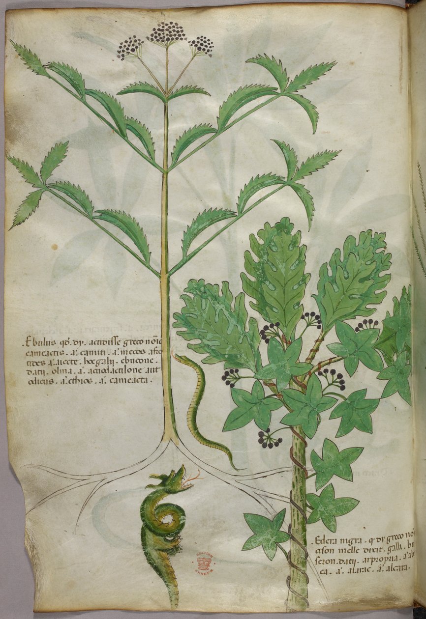 Kasvitieteellinen kuvitus kasveista ja käärmeestä, noin 1440 (tussi ja väri pergamentille). tekijältä Italian School