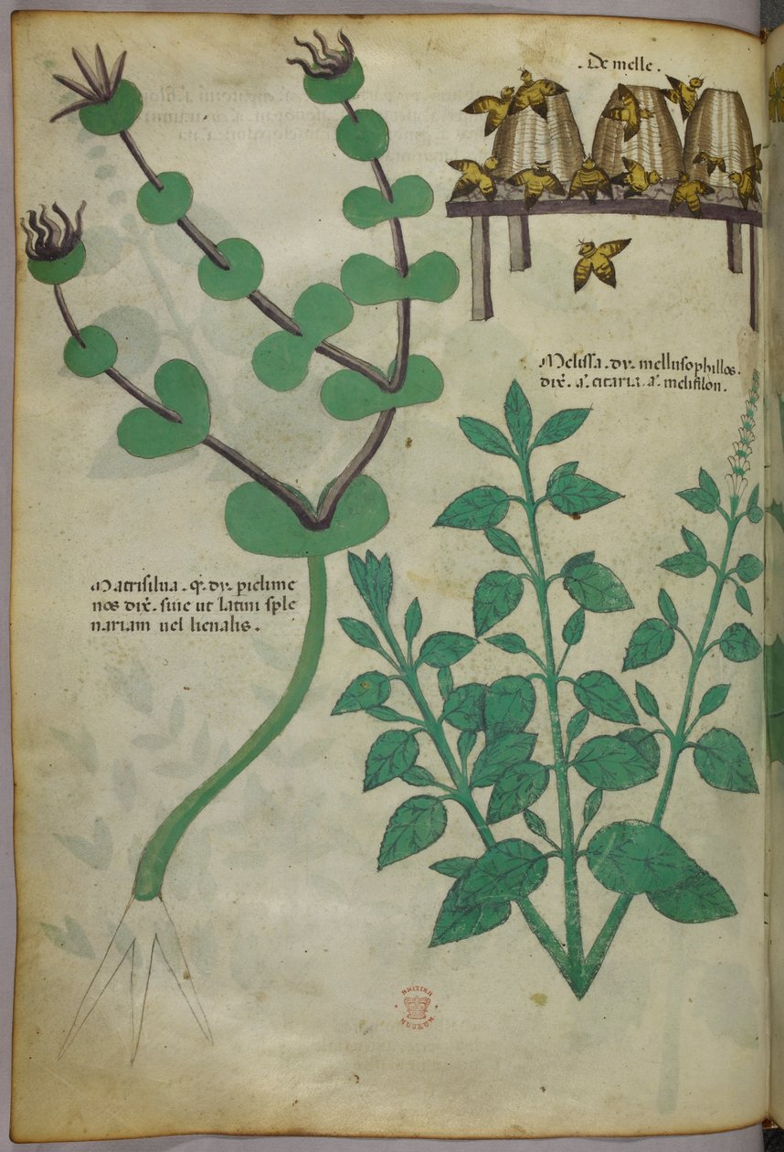 Kasvitieteellinen kuvitus kasveista ja mehiläispesistä mehiläisten kanssa, noin 1440 (tussi ja väri pergamentille). tekijältä Italian School