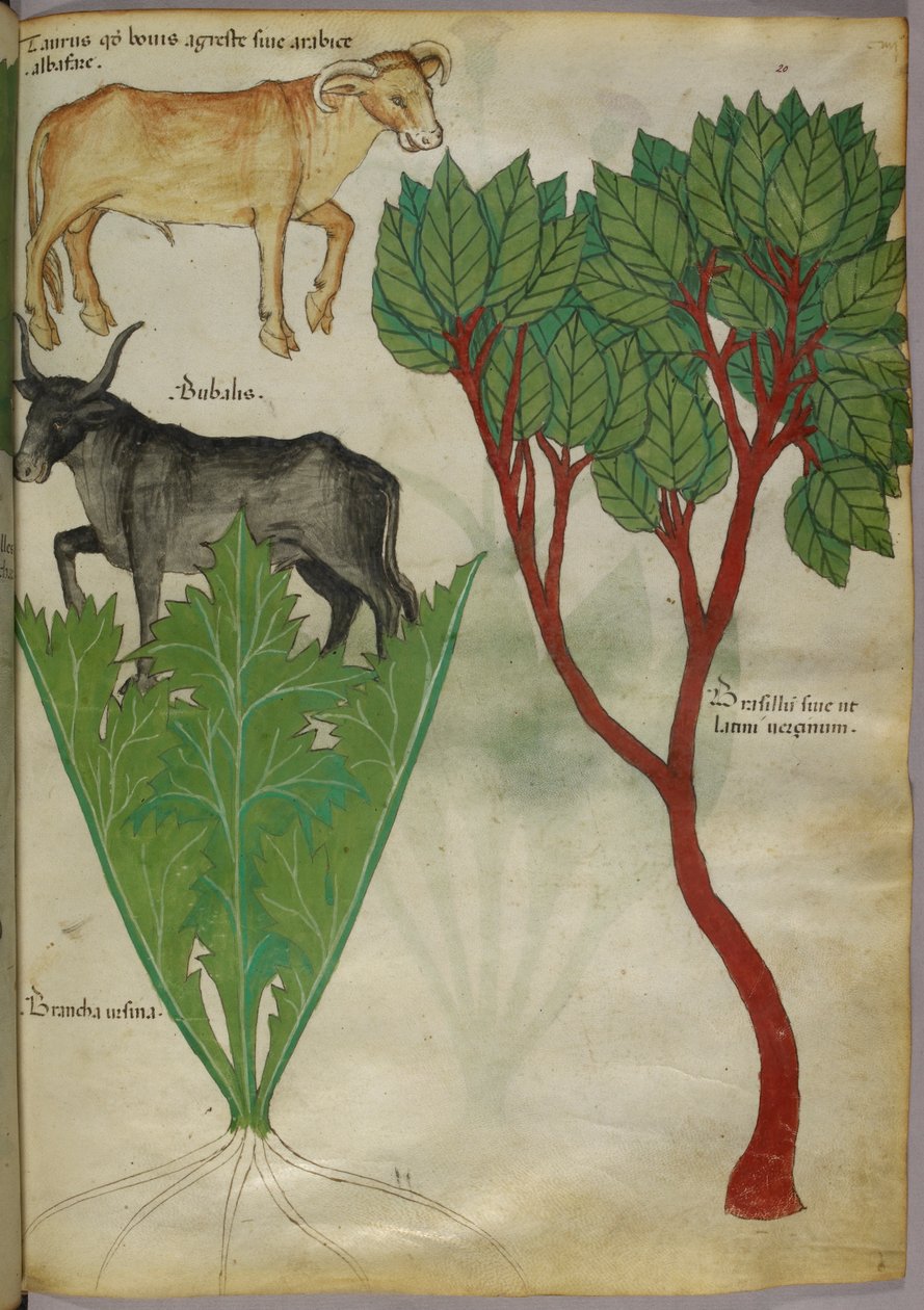 Kasvitieteellinen kuvitus kasveista ja sonnista, noin 1440 (tussi ja väri pergamentille). tekijältä Italian School