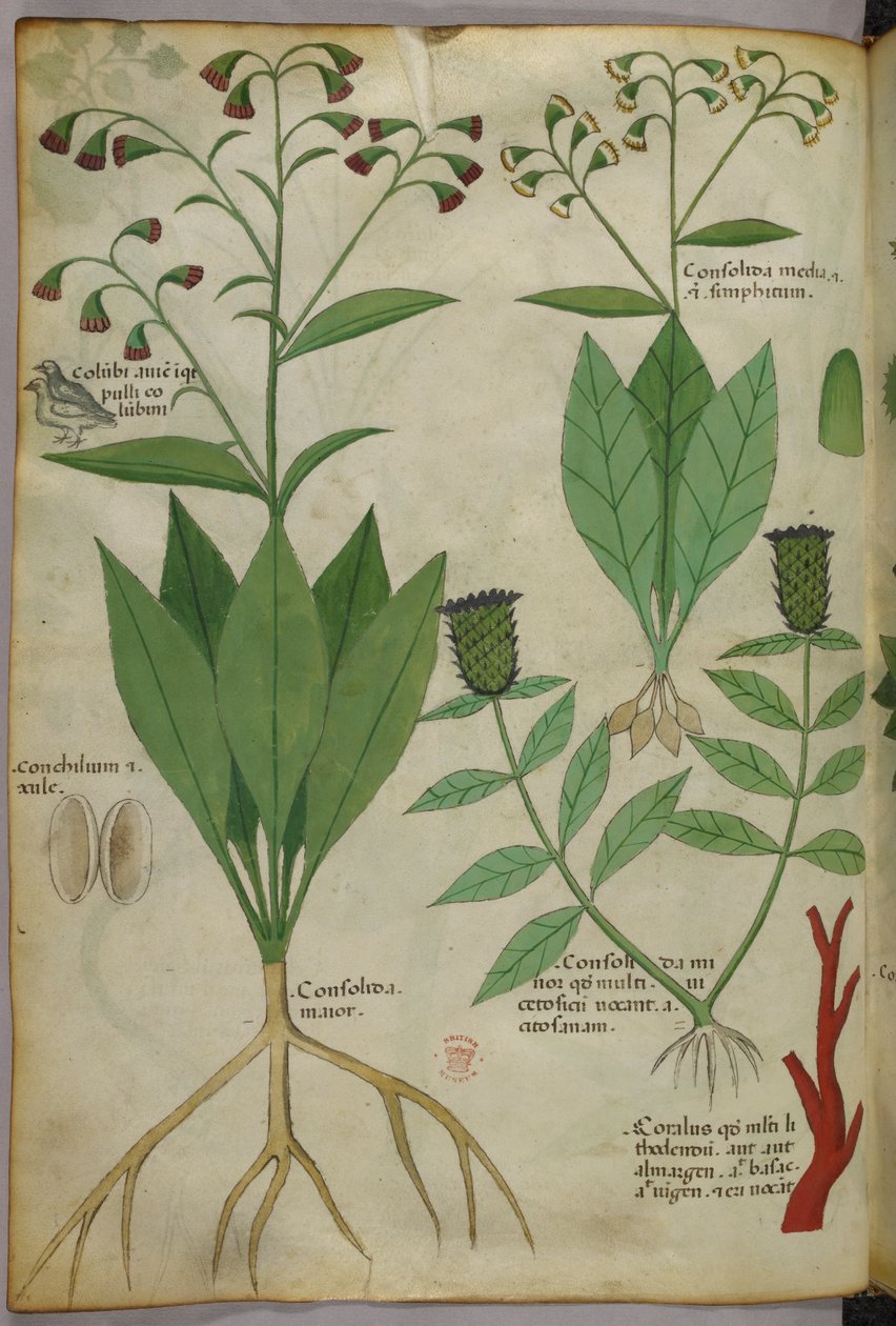 Kasvitieteellinen kuvitus kasveista ja koralleista sekä käärmeestä ja peurasta, noin 1440 (tussi ja väri pergamentille). tekijältä Italian School