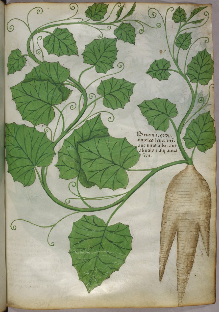 Kasvitieteellinen kuvitus kasveista, noin 1440 (tussi ja väri pergamentille). tekijältä Italian School