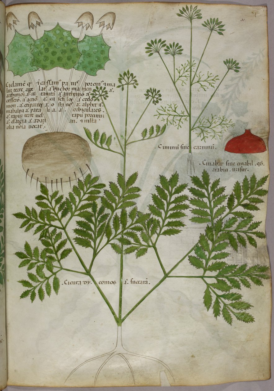 Kasvitieteellinen kuvitus kasveista, noin 1440 (tussi ja väri pergamentille). tekijältä Italian School