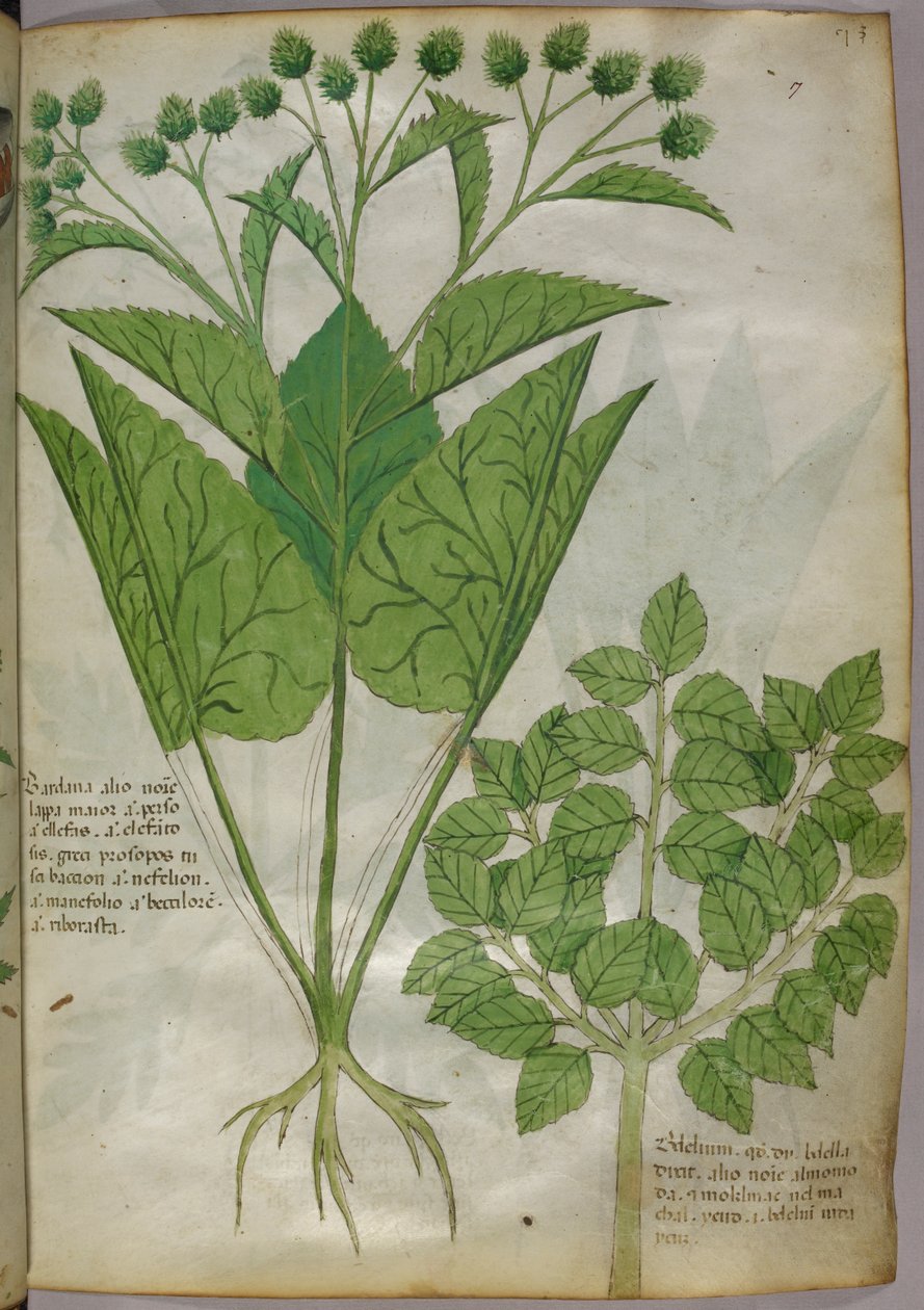 Kasvitieteellinen kuvitus kasveista, noin 1440 (tussi ja väri pergamentille). tekijältä Italian School