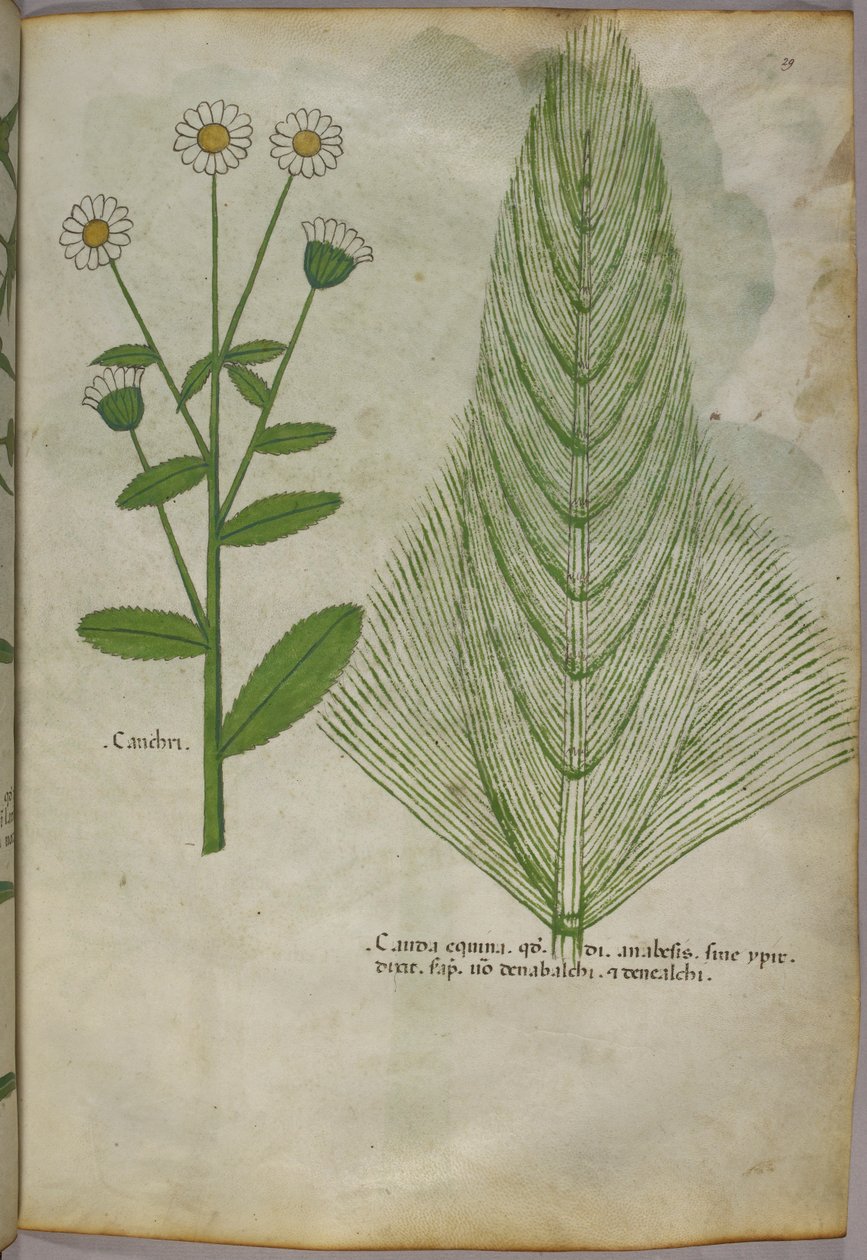 Kasvitieteellinen kuvitus kasveista, noin 1440 (tussi ja väri pergamentille). tekijältä Italian School