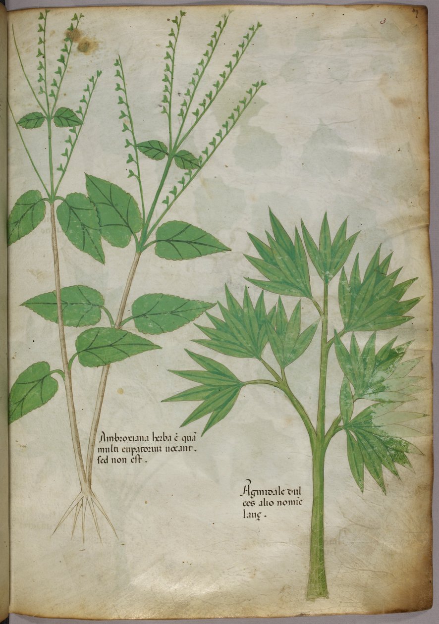 Kasvitieteellinen kuvitus kasveista, noin 1440 (tussi ja väri pergamentille). tekijältä Italian School