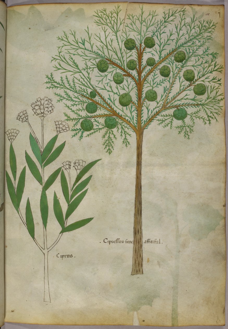 Kasvitieteellinen kuvitus kasveista, noin 1440 (tussi ja väri pergamentille). tekijältä Italian School
