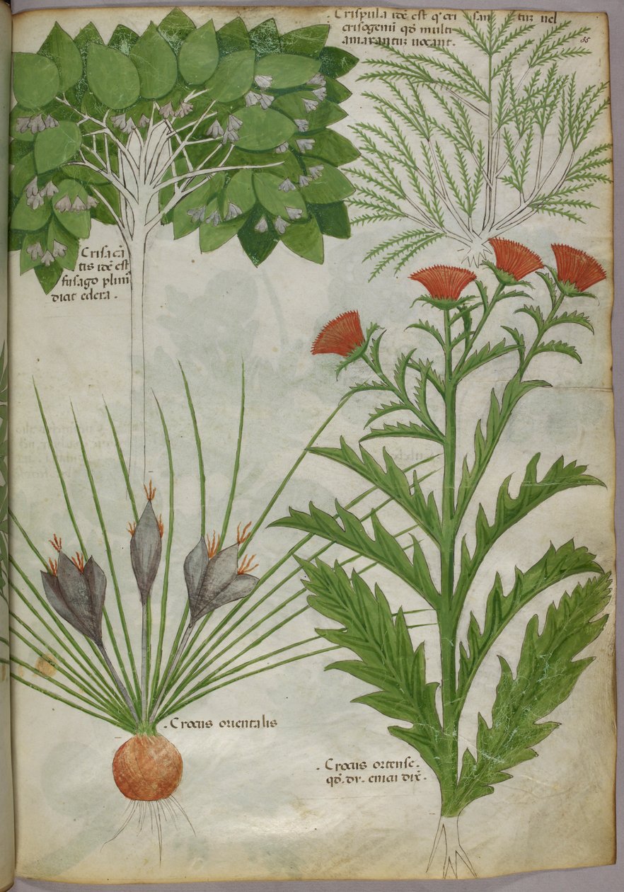 Kasvitieteellinen kuvitus kasveista, noin 1440 (tussi ja väri pergamentille). tekijältä Italian School