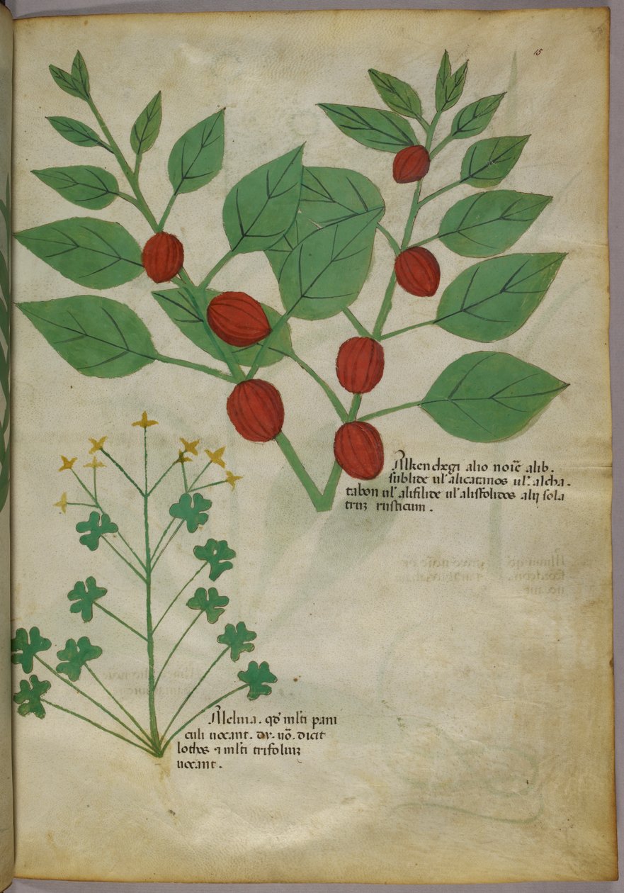Kasvitieteellinen kuvitus kasveista, noin 1440 (tussi ja väri pergamentille). tekijältä Italian School