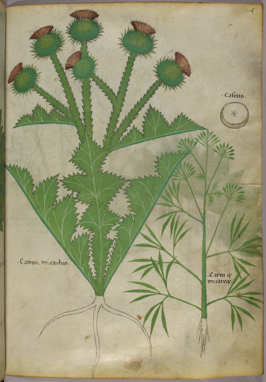 Kasvitieteellinen kuvitus kasveista, noin 1440 (tussi ja väri pergamentille). tekijältä Italian School