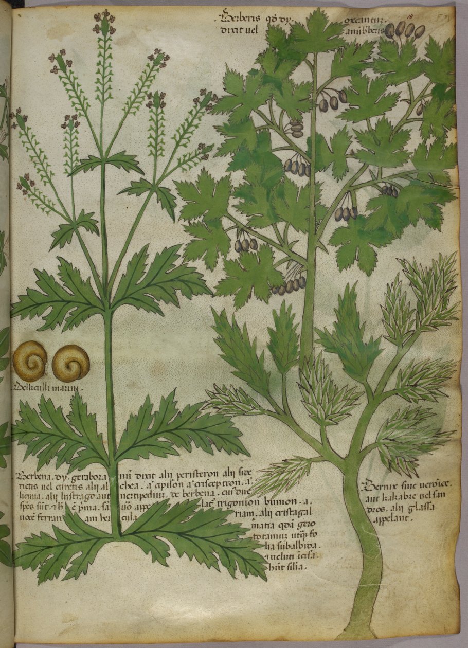 Kasvitieteellinen kuvitus kasveista, noin 1440 (tussi ja väri pergamentille). tekijältä Italian School
