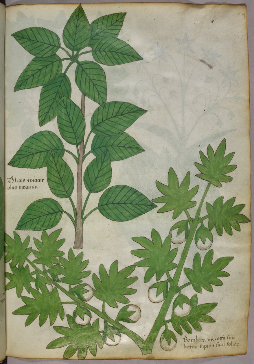 Kasvitieteellinen kuvitus kasveista, noin 1440 (tussi ja väri pergamentille). tekijältä Italian School
