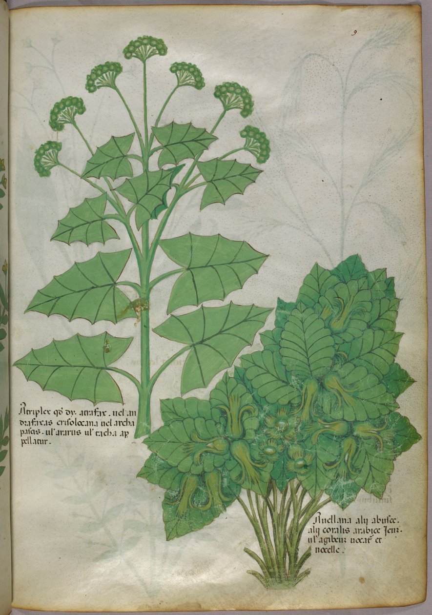 Kasvitieteellinen kuvitus kasveista, noin 1440 (tussi ja väri pergamentille). tekijältä Italian School