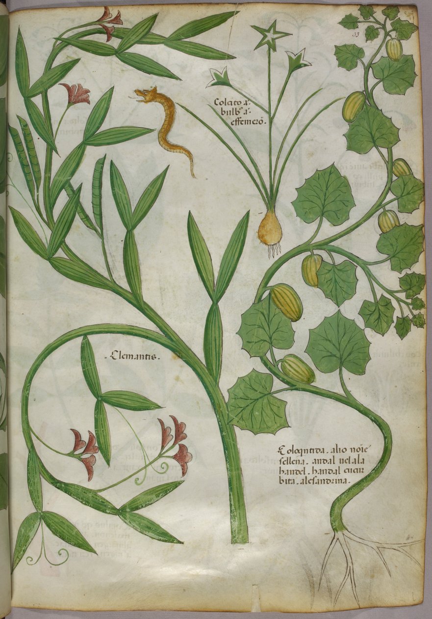 Kasvitieteellinen kuvitus kasveista, mm. klematiksesta, ja käärmeestä, noin 1440 (tussi ja väri pergamentille). tekijältä Italian School