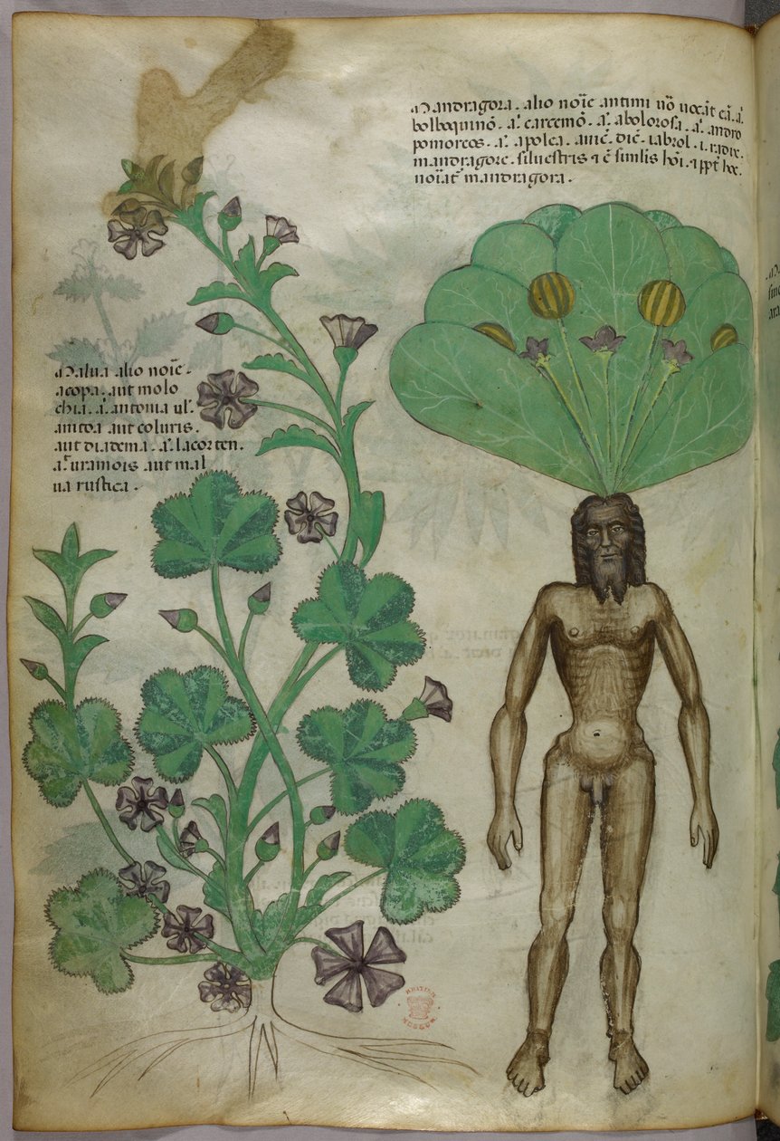 Kasvitieteellinen kuvitus kasveista, mukaan lukien mandrakekasvi, jonka juurena on alaston miesvartalo, noin 1440 (tussi ja väri pergamentille). tekijältä Italian School
