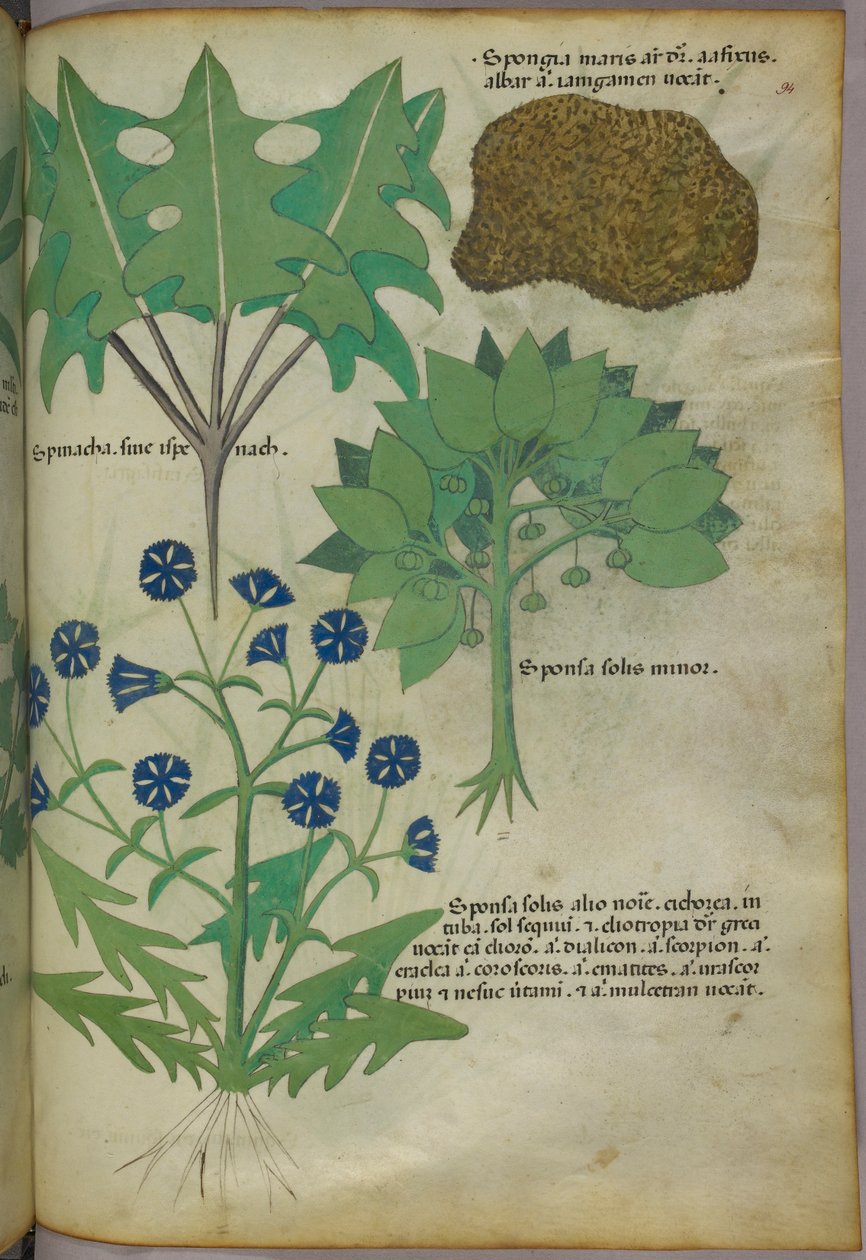 Kasvitieteellinen kuvitus kasveista, mukaan lukien sieni, noin 1440 (tussi ja väri pergamentille). tekijältä Italian School