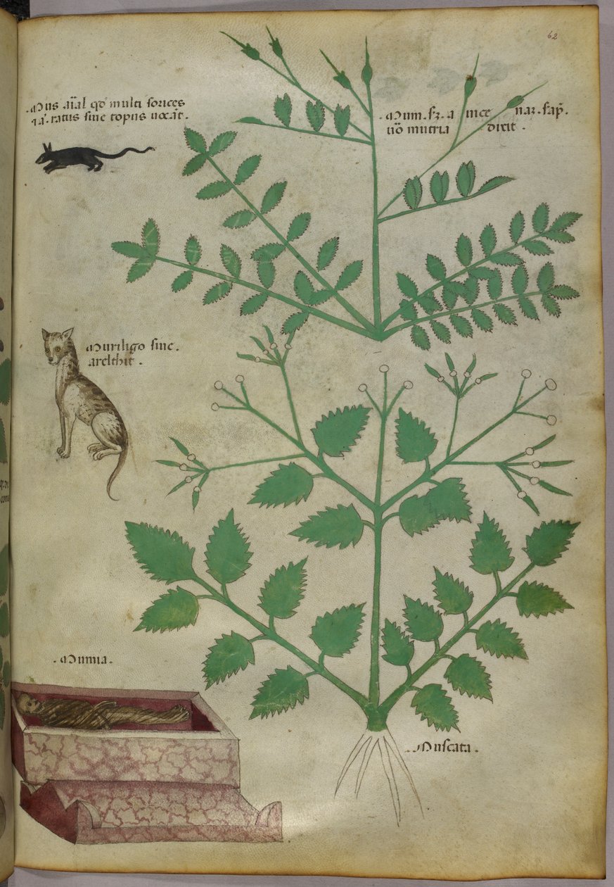Kasvitieteellinen kuvitus kasveista, joissa on leopardi, hiiri ja ruumis, noin 1440 (tussi ja väri pergamentille). tekijältä Italian School