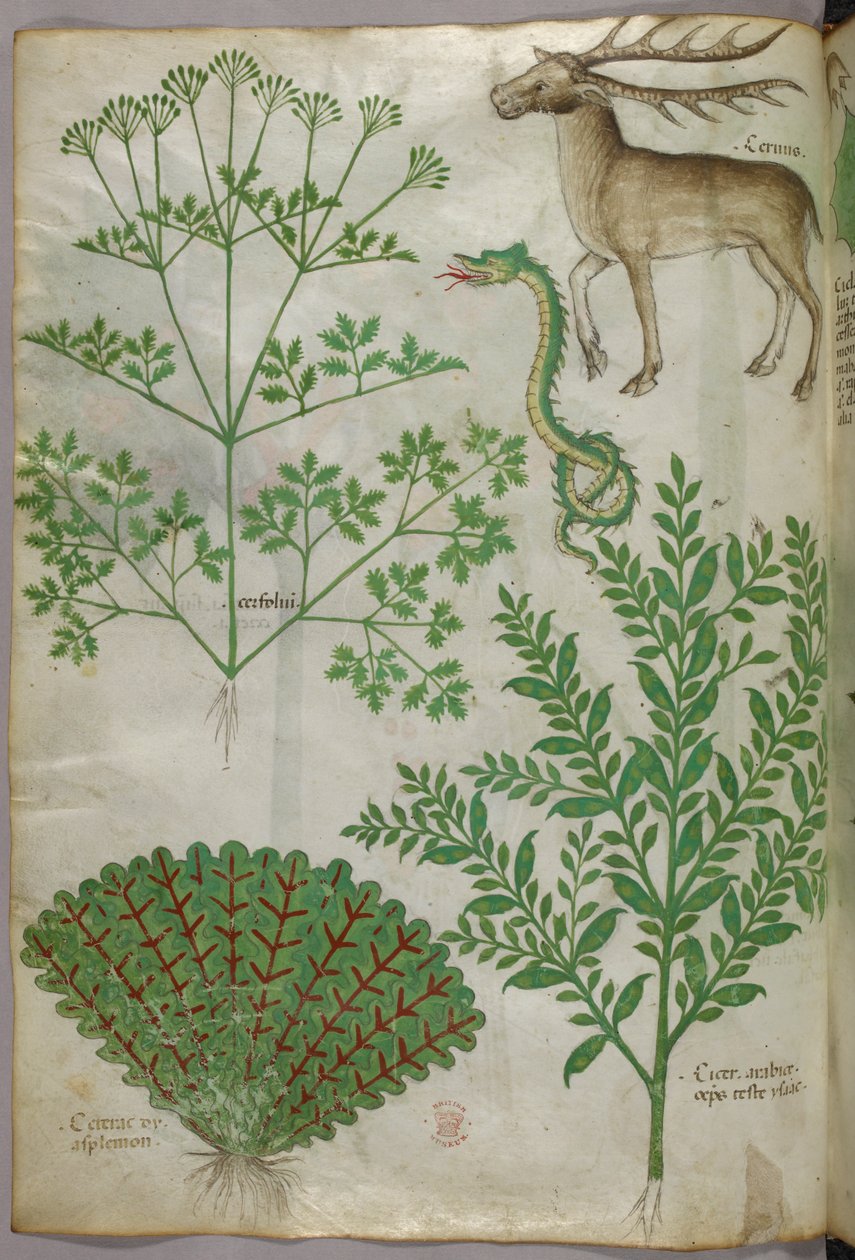 Kasvitieteellinen kuvitus kasveista, käärmeestä ja peurasta, noin 1440 (tussi ja väri pergamentille). tekijältä Italian School