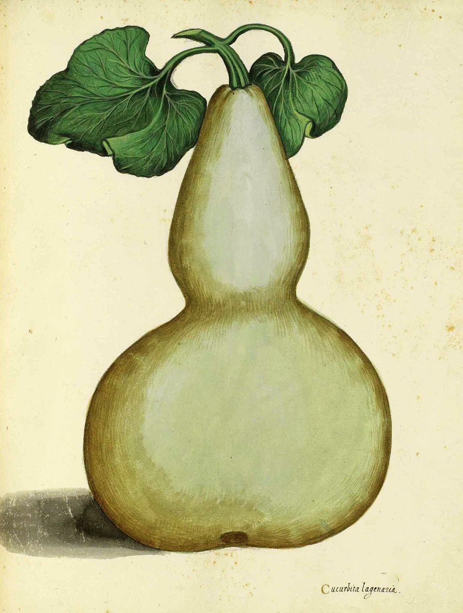 Ulisse Aldrovandi Calabash tekijältä Italian School