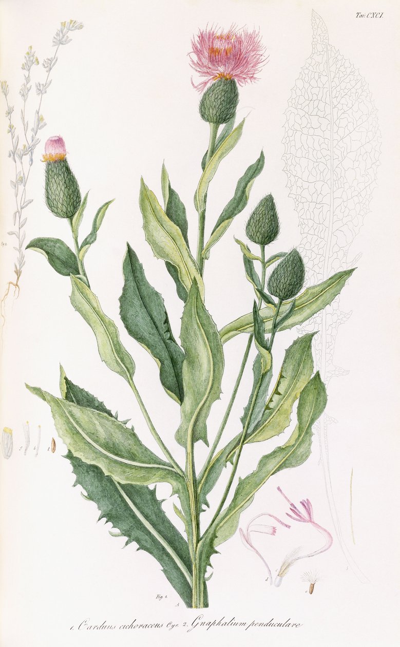 Cardus cichoraceus ja Gnaphalium pendululare, 1811-1838 tekijältä Italian School