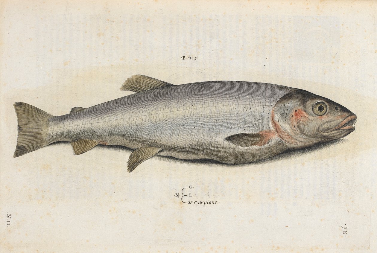 Carpione-kala, kuva "Aquatilium Animalium Historiæ liber primus", kirjoittanut Ippolito Salviani tekijältä Italian School