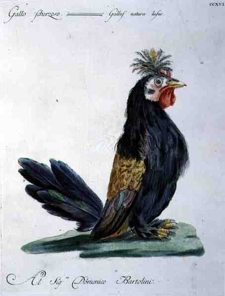 Kukko, n.1767-76 (käsinvärinen kaiverrus) tekijältä Italian School