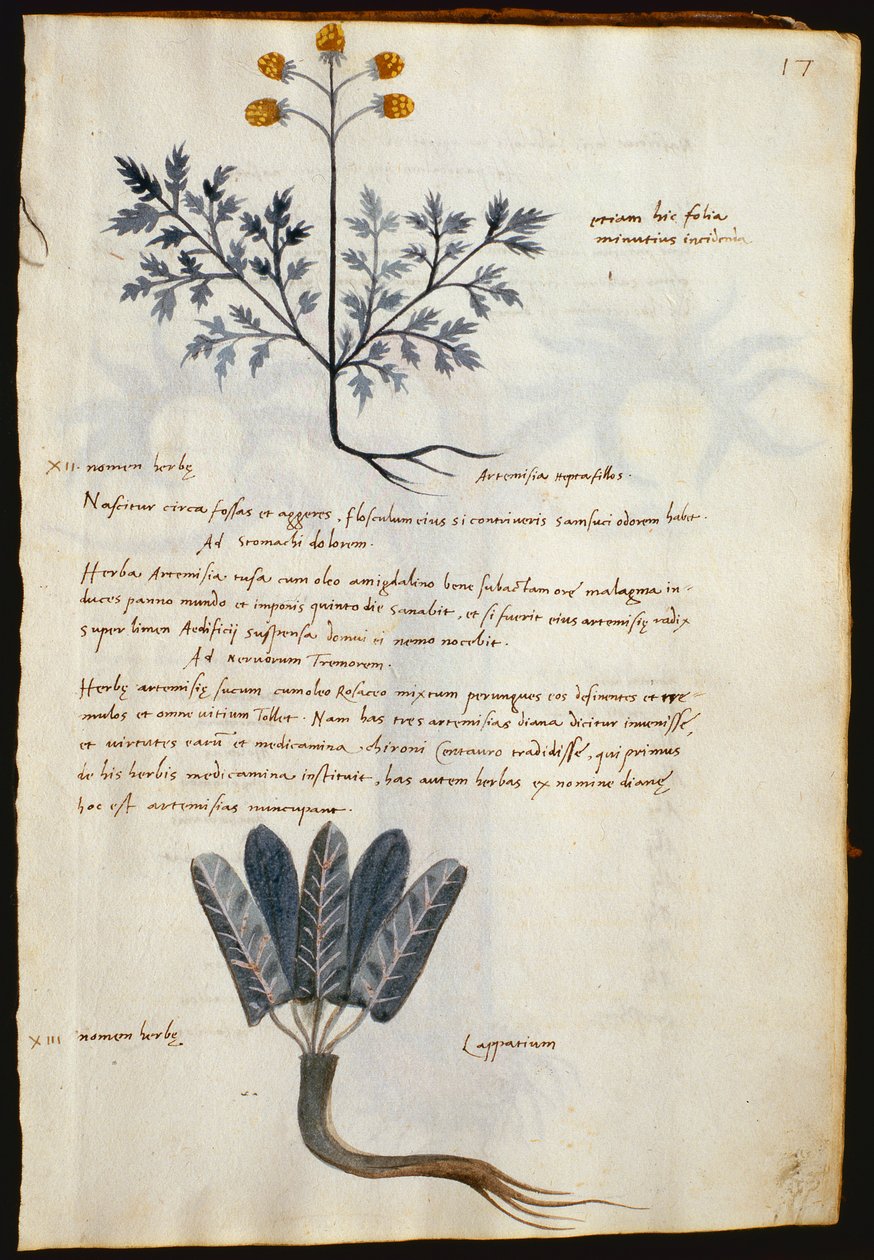 Turska. 2377 Artemisia ja lapparium, lääkekasvit "Herbarium Apulei Platonicista" (akvarelli ja muste perunakalvolle) tekijältä Italian School