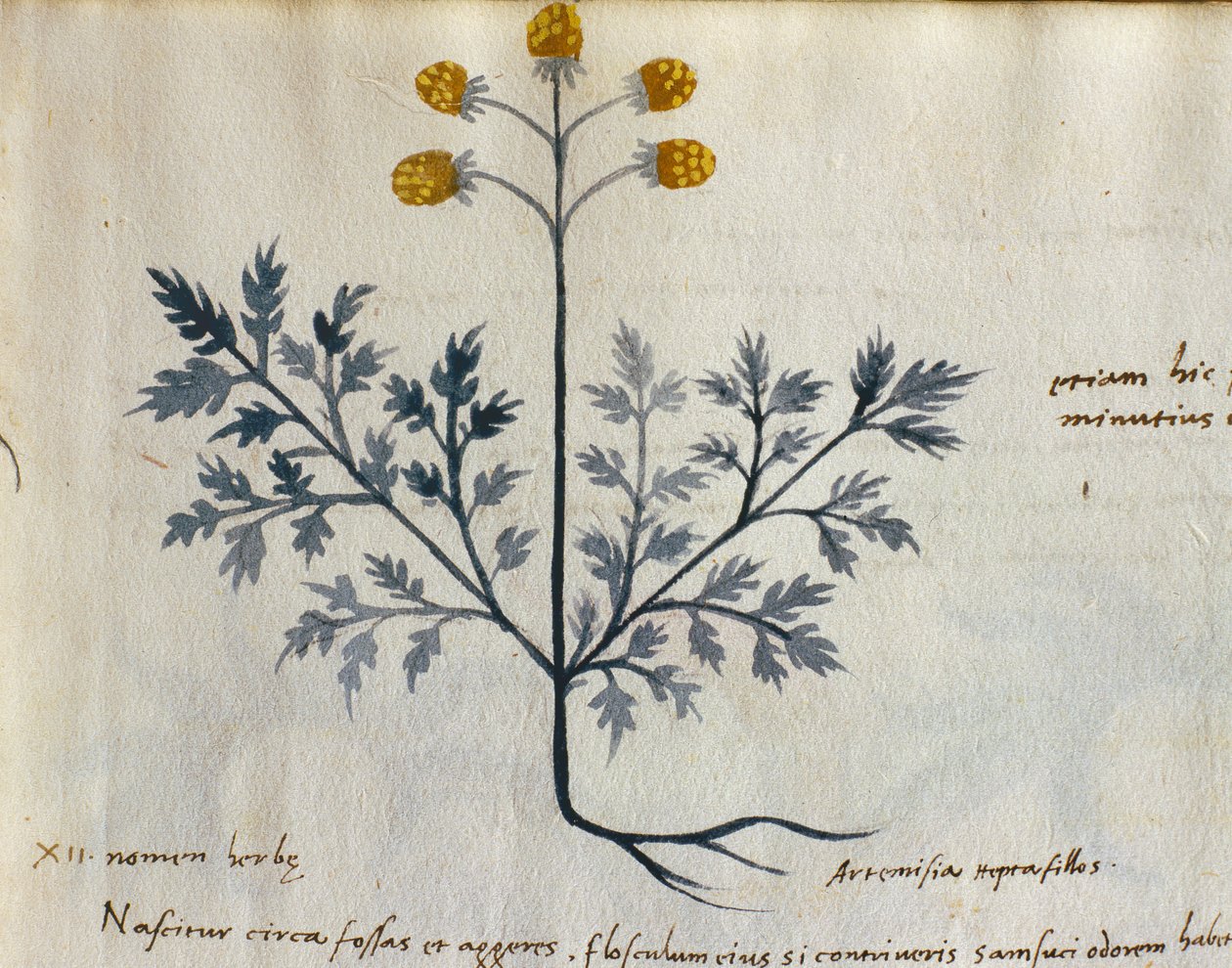 Turska. 2007 Artemisia, lääkekasvi "Herbarium Apulei Platonicista" (akvarelli ja muste persoonalle) (yksityiskohta numerosta 415715) tekijältä Italian School