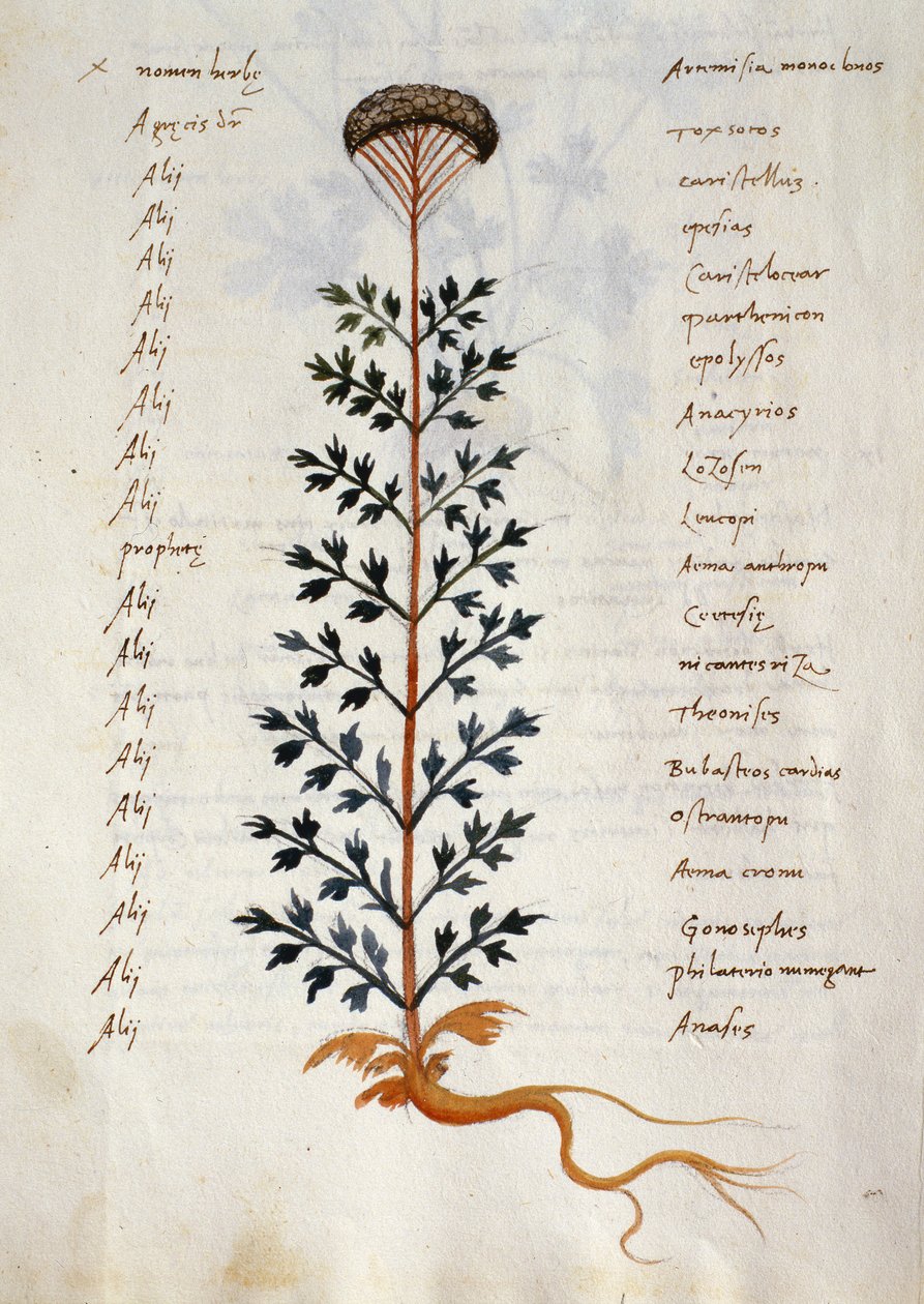 Turska. 2377 Artemisia, lääkekasvi "Herbarium Apulei Platonicista" (akvarelli ja muste perunakalvolle) tekijältä Italian School