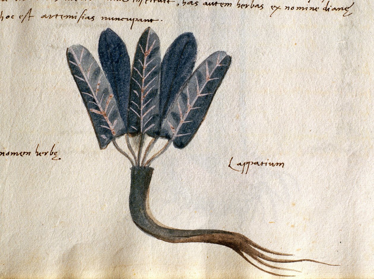 Turska. 2007 Lapparium, lääkekasveja "Herbarium of Apuleius Platonici" (akvarelli ja tussi vellum) (yksityiskohta numerosta 415715) tekijältä Italian School