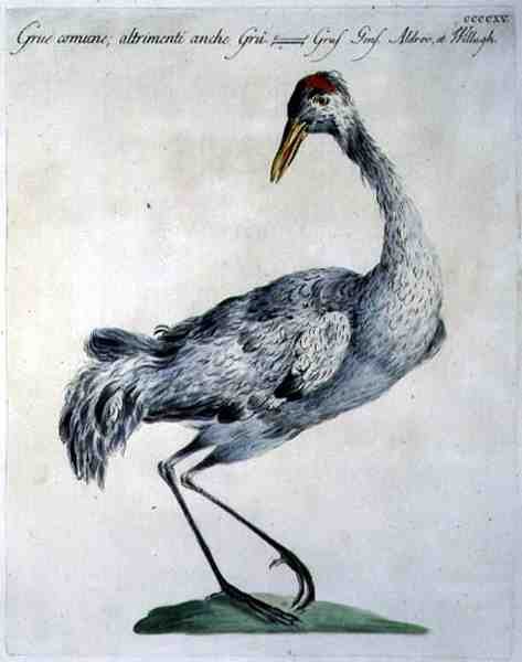 Common Crane, n. 1767-76 (käsinvärinen kaiverrus) tekijältä Italian School